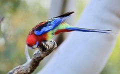 Platycercus elegans × eximius