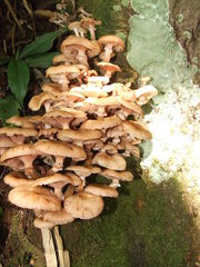 Armillaria mexicana