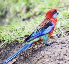 Platycercus elegans × eximius