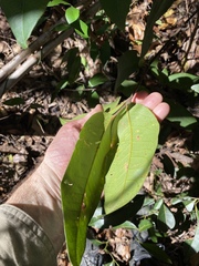 Flindersia bennettii