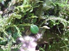 Lepanthes johnsonii