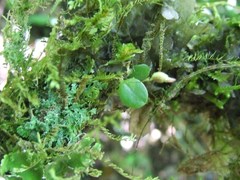 Lepanthes johnsonii