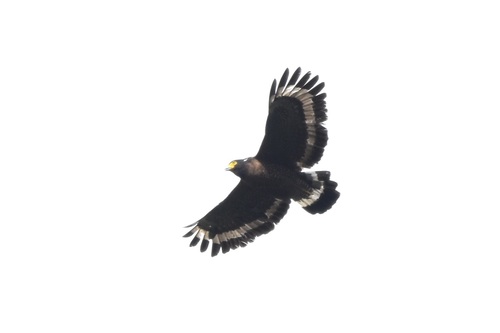 Mountain Serpent Eagle (Spilornis kinabaluensis), photo 8