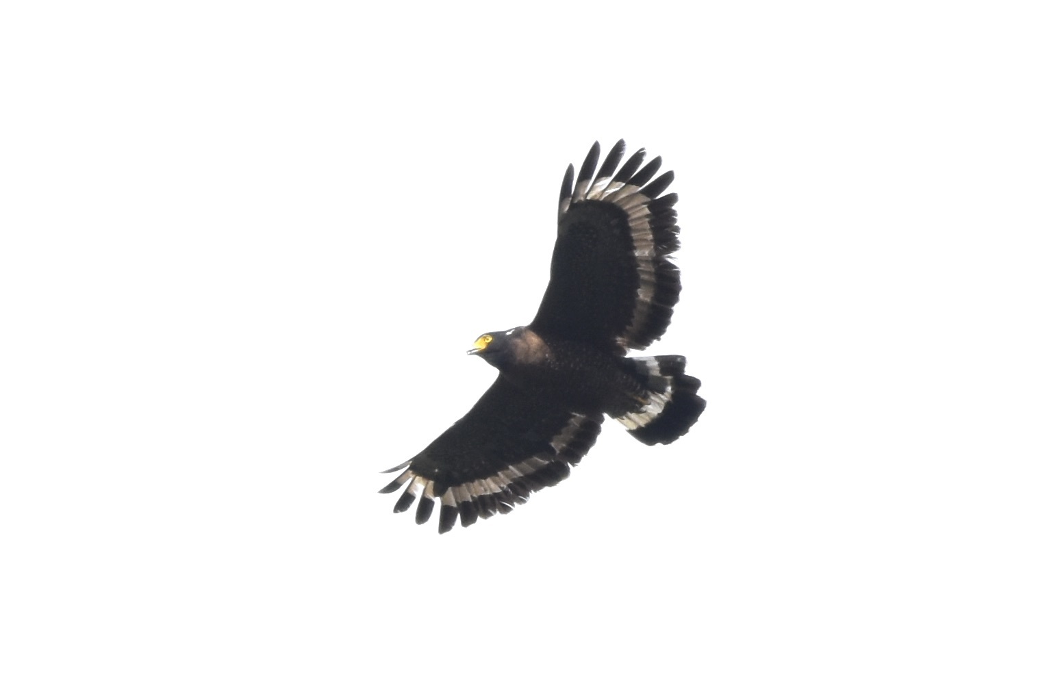 Mountain Serpent Eagle (Spilornis kinabaluensis), photo 4