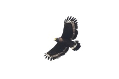 Spilornis kinabaluensis