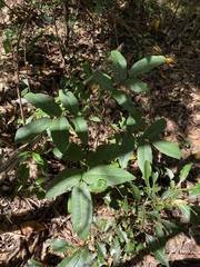 Flindersia bennettii