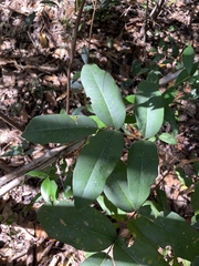 Flindersia bennettii