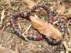 Erythrolamprus mimus