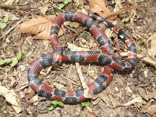 Photo of a Mimic False Coral Snake (Erythrolamprus mimus)