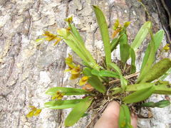 Stelis segoviensis