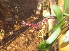 Stelis purpurascens