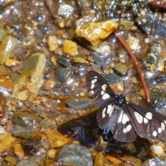 Gnophaela latipennis