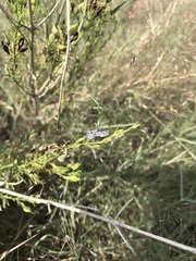 Carlowrightia linearifolia