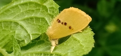 Artaxa