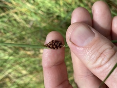 Chorizandra cymbaria