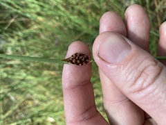 Chorizandra cymbaria