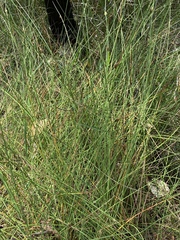 Chorizandra cymbaria