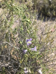 Epixiphium wislizeni