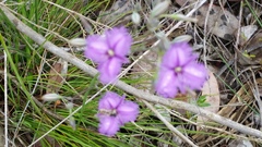 Thysanotus multiflorus