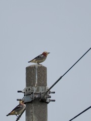 Agropsar philippensis