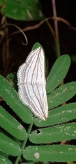 Scopula opicata