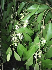Capparis quiniflora