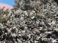 Cladonia symphycarpa