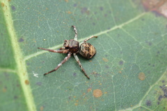 Strigoplus netravati