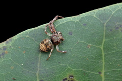 Strigoplus netravati