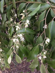 Capparis quiniflora