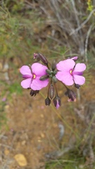 Gompholobium venustum