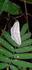 Scopula opicata