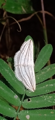 Scopula opicata