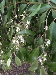 Capparis quiniflora