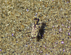 Hypaetha upsilon albicans