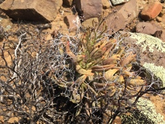 Tylecodon reticulatus