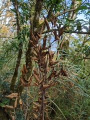 Fagus hayatae