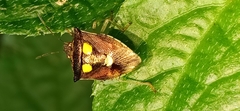 Pentatomoidea