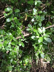 Coprosma quadrifida
