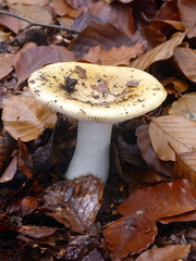 Russula fellea