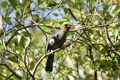 Pterorhinus treacheri