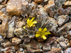 Ranunculus crithmifolius