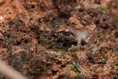 Pseudophilautus wynaadensis