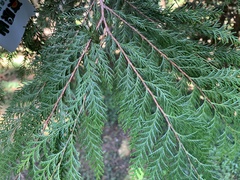 Chamaecyparis formosensis