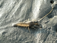 Alpheus brevicristatus