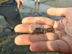 Alpheus brevicristatus