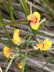 Sphaerolobium vimineum