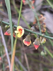 Sphaerolobium vimineum