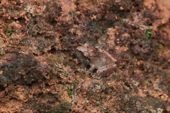 Pseudophilautus wynaadensis