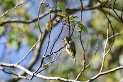 Zosterops atricapilla